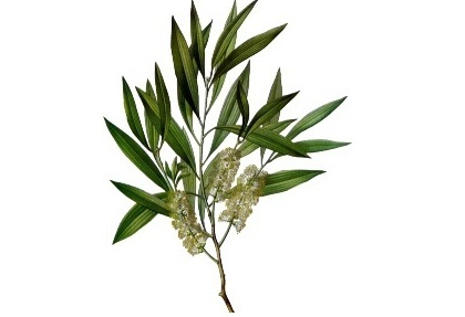 Huile essentielle de tea tree de provence du sud de la france