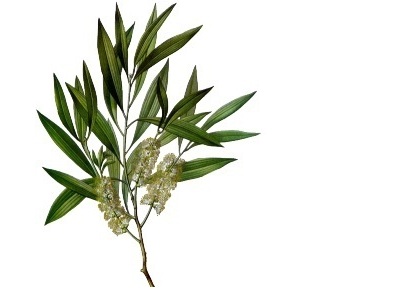 Huile essentielle de tea tree vraie ou fine